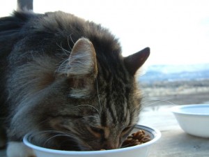 Cat Eating Food