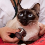 3 Most Common Viral Infectious Diseases Found in Cats
