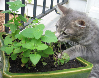 Cat Sniffing Plants