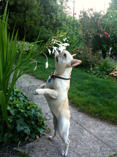 Dog Sniffing Flowers