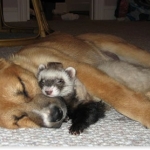 Hilarious Pet Wishes For 2012
