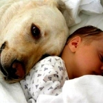 How to Prepare Your Dog for a New Baby