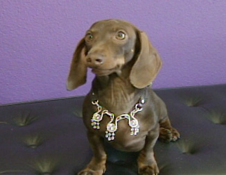 Dog with Jewelry