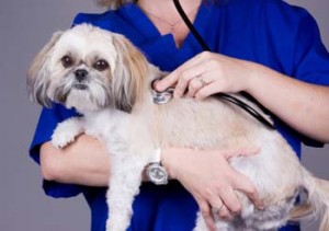 Dog with Vet