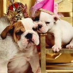 Top 5 Most Expensive Dog Breeds
