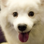 Top 5 Austin Pet Rescue Pioneers of 2011