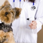 5 Ways to Ensure Your Pet Has a Healthy New Year