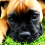 101 Things You Didn’t Know Could Harm Your Pet
