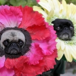 Top 10 Reasons to Partake in National Dress Up Your Pet Day