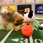 Puppy Bowl 2012 is Biggest Alternative to Super Bowl