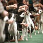 Westminster Kennel Club Dog Show Welcomes Six New Breeds