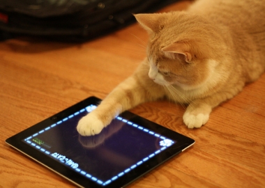Cat Playing app on iPad