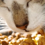 2 Easy Homemade Cat Treat Recipes Using Catnip