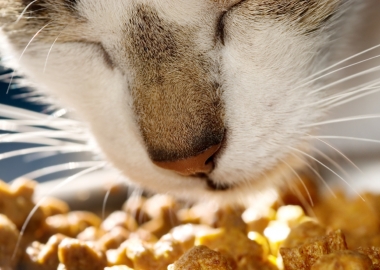 Homemade Cat Treats Using Catnip