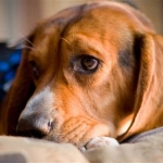 Pet Deaths Result of Incorrect Use of Flea and Tick Products