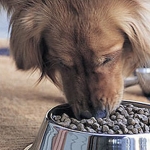 How to Choose the Right Dog Food
