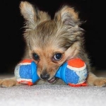 Unique Toys for Dogs; Not Just Your Plain Old Tennis Ball
