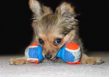 Unique Toys for Dogs