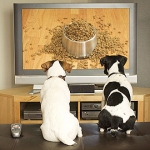 Dogs Now Have Their Own TV Channel: DOGTV