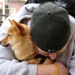 Website Helps Lost Pets Get Back Home