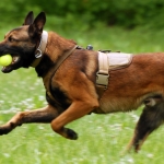 Future Military Service Dogs Learn Socialization With Foster Families
