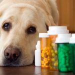 Dogs and Cats Recieving Psychiatric Drugs ~ The Debate