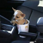 23 Reasons You Should Always Carry a Camera ~ Funny Pet Pictures