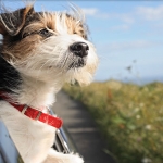Best and Safest Ways For Pets To Travel