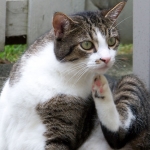 Have Itchy Pets? Try This Innovative Product