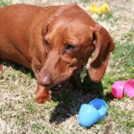 Online Organic Dog Treat Hunt