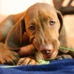 Top 5 Dog Friendly Restaurants in the United States