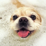 Introducing a New “Green” Pet Product Just in Time for Spring