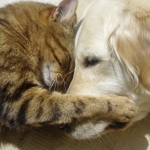 Animals in Need Receive $75,000 in Grants