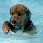 Dog Swimming Pool at Doggie Central Now Open