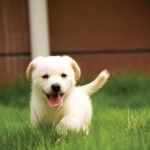 Tips to Keep Your Pet Healthy and Accident Free This Spring