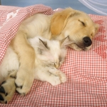 Dreaming Has Beneficial Effects on Pets