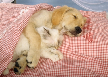 Benefits of Dreaming for Dogs and Cats
