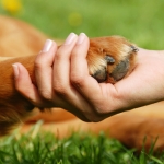 Arthritis Help For Your Pets