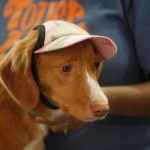 America’s Family Pet Expo to Salute Hollywood Pets at 2012 Event