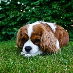 Spring Season Dangers for Pets and Their Alternatives