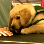 Puppy Without Paw Will Become Service Dog