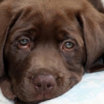 Rescue Shelter Being Foreclosed On; Dogs Need New Homes