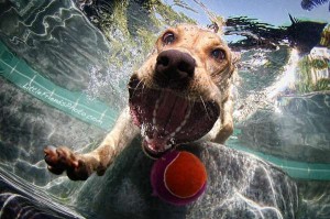 LittleFriendsPhoto.com - Seth Casteel