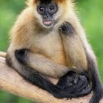 Ohio Exotic Pet Bill May Become Law