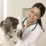 How to Choose the Best Veterinarian for Your Pet