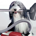 Tips for Pet Owners to Keep Carpets at their Cleanest
