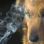 The Dangerous Effects Marijuana Has on Dogs