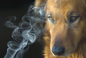 Dog Health