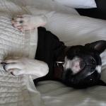 Train Your Dog to Share Your Bed, Not Hog It