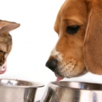 Largest Donation of Pet Food Ever Made in Connecticut